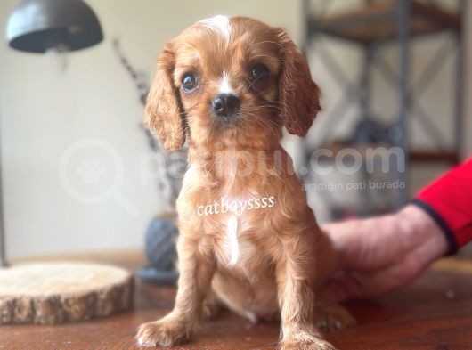 Sevimli Ruby King Charles Cavalier Bebekler