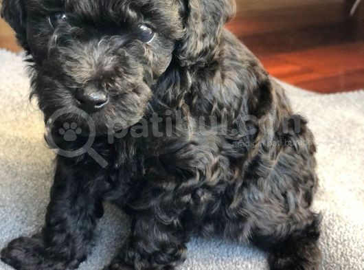Anne Altından Dişi Veya Erkek Toy Poodle Apricot Silver