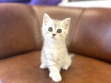 Silver Tabby British Shorthair Dişi Bebeğimiz