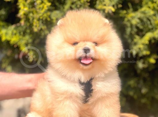 Safkan Teddy Bear Pomeranian Yavrularımız