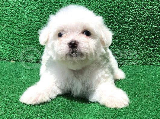 Bembeyaz Orji̇nal Maltese Yavrulari görsel