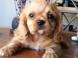 Afacan Ruby Cavalier Yavrularımız