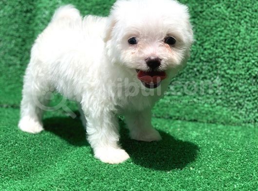 Bembeyaz Orji̇nal Maltese Yavrulari görsel