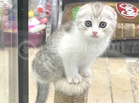 Bi Color Scottish Fold Dişi Ve Erkek Yavrular görsel