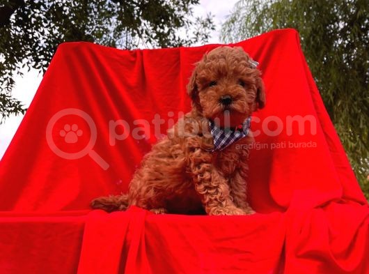 Orjinal Toy Poodle