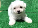 Bembeyaz Orji̇nal Maltese Yavrulari