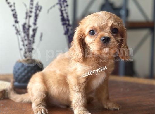 Ruby King Charles Cavalier Erkek Yavrumuz görsel