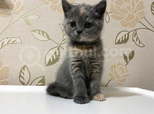 Tricolour Lilac Gray White British görsel