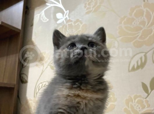 Tricolour Lilac Gray White British görsel