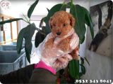 Toy Poodle