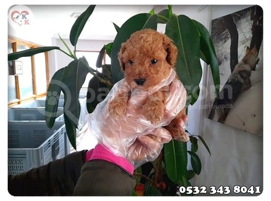 Toy Poodle görsel