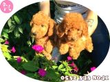 Toy Poodle