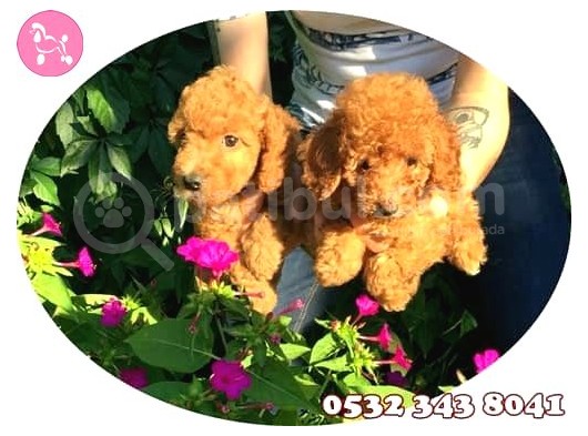 Toy Poodle görsel