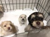 Hasırk Maltipoo Sahiplendirilmeyi Bekleyen Yavrularımız