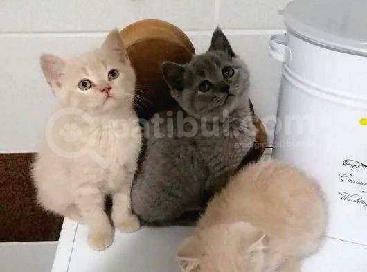 Scottish Fold & British Shorthair Yavrular Yeni Yuva Arıyor görsel