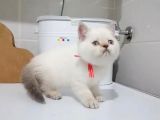 Scottish Fold & British Shorthair Yavrular Yeni Yuva Arıyor