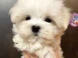 Koku Yapmayan Maltese Mini Yavrular
