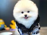 Ayı Surat Pomeranian Boo Yavrularımız