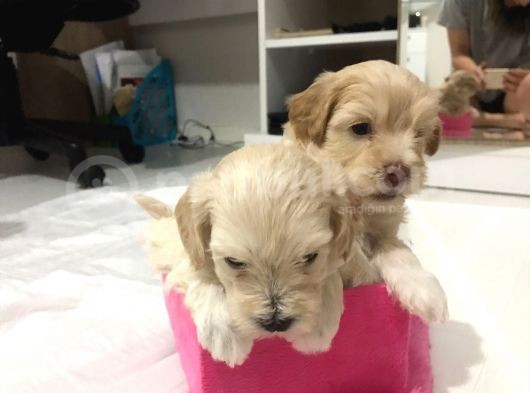 Hasırk Maltipoo Sahiplendirilmeyi Bekleyen Yavrularımız görsel