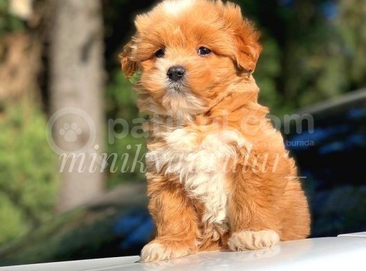 F1 Jenerasyon İrki̇ni̇n En İyi̇ Malti̇poo Yavrulari̇