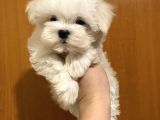 Koku Yapmayan Maltese Mini Yavrular
