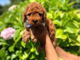 Red Brown Toy Poodle