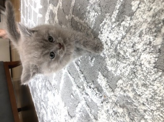 Şirin Yavrularım görsel