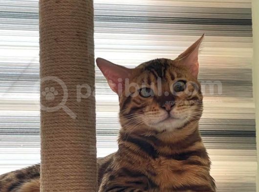 Safkan Erkek Bengal görsel