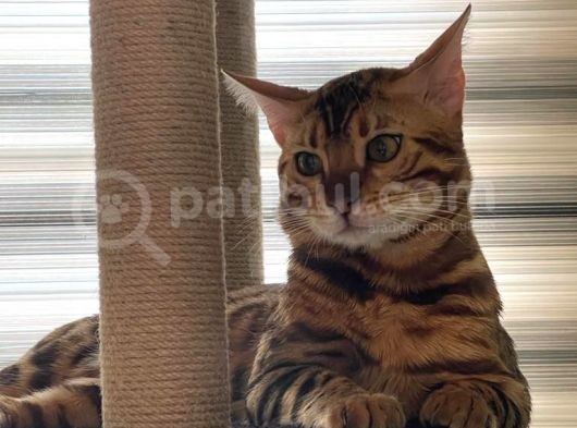 Safkan Erkek Bengal görsel