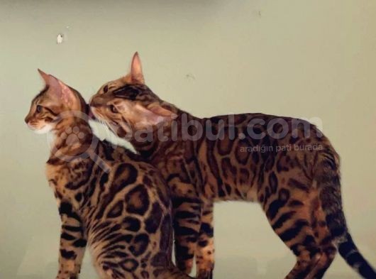 Safkan Erkek Bengal görsel