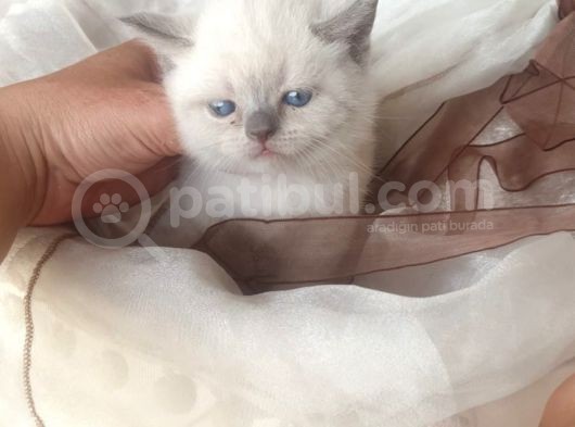 Blue Point Yavrularimiz Sizi Bekliyor görsel