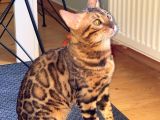 Safkan Erkek Bengal