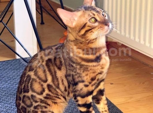 Safkan Erkek Bengal