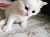 British Shorthair Kedimiz