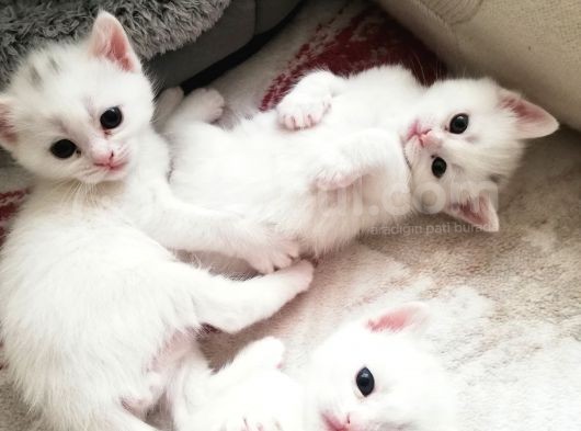 British Shorthair Kedimiz görsel