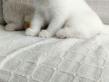 2 Aylık 1 Adet Dişi Scotish Fold 1 Adet Dişi British Shorthair Yavrularımı Sahiplendirmek Istiyorum
