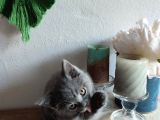 Çok Bakımlı Ve Sağlıklı British Shorthair