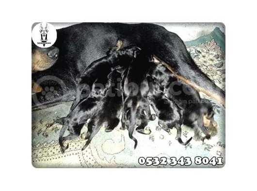 Doberman Yavru Fiyatları