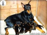 Doberman Yavru Fiyatları