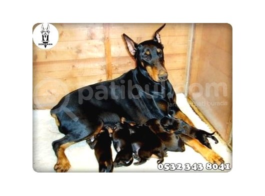 Doberman Yavru Fiyatları görsel