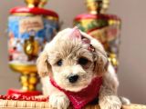 Dizayn Irk Sevimli Maltipoo Yavrular