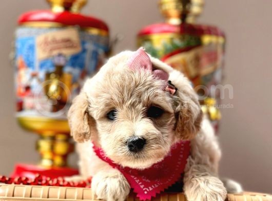 Dizayn Irk Sevimli Maltipoo Yavrular görsel