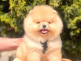 Safkan Pomeranian Boo Yavrular