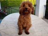 Harika Toy Poodle Erkek Red