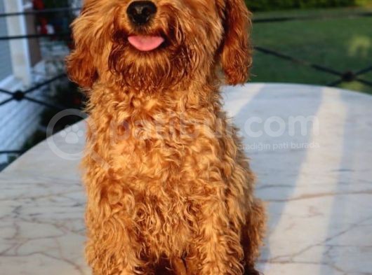 Harika Toy Poodle Erkek Red görsel