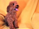 Harika Toy Poodle Erkek Red