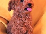 Harika Toy Poodle Erkek Red