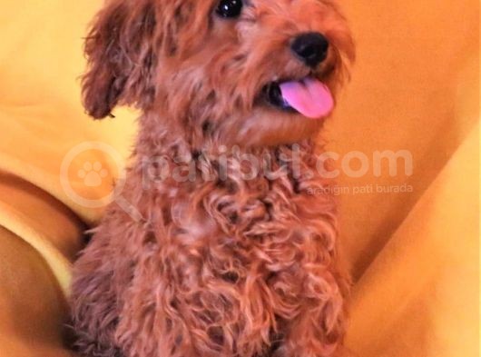 Harika Toy Poodle Erkek Red görsel