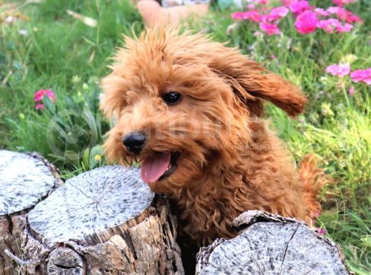 Harika Toy Poodle Erkek Red görsel