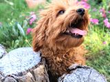 Harika Toy Poodle Erkek Red